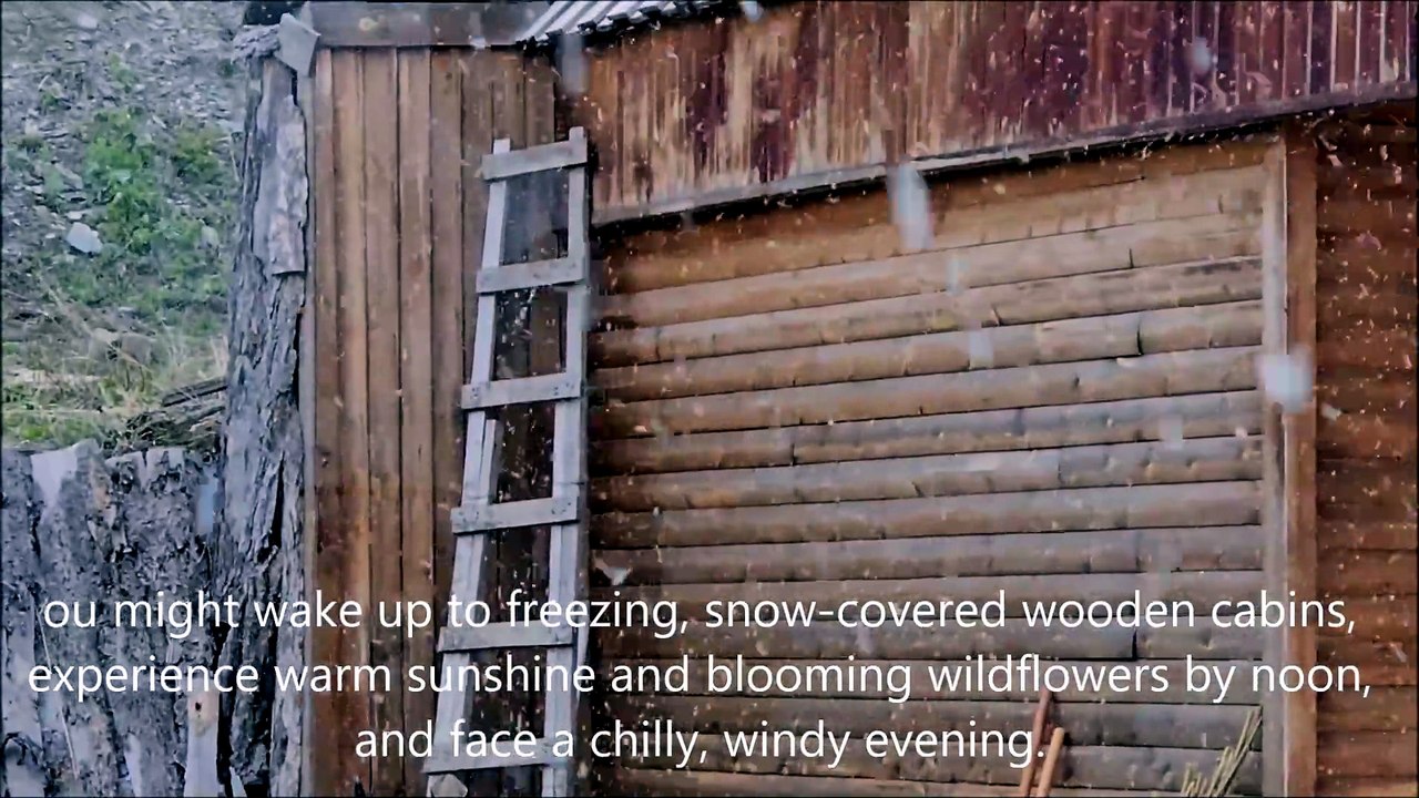 Snowing in Spring, Kanas - four seasons in a day - Northern Xinjiang