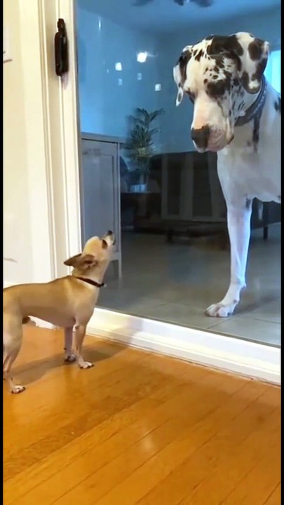 Great Dane vs. Tiny Terror"