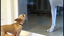 Great Dane vs. Tiny Terror"