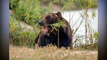 TESTO E TITOLO CORRIERE Rinchiuso in una gabbia per 17 anni, l’orso assapora per la prima volta la libertà