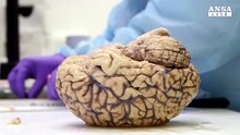 Neurologia, imparare nel sonno non si puo'