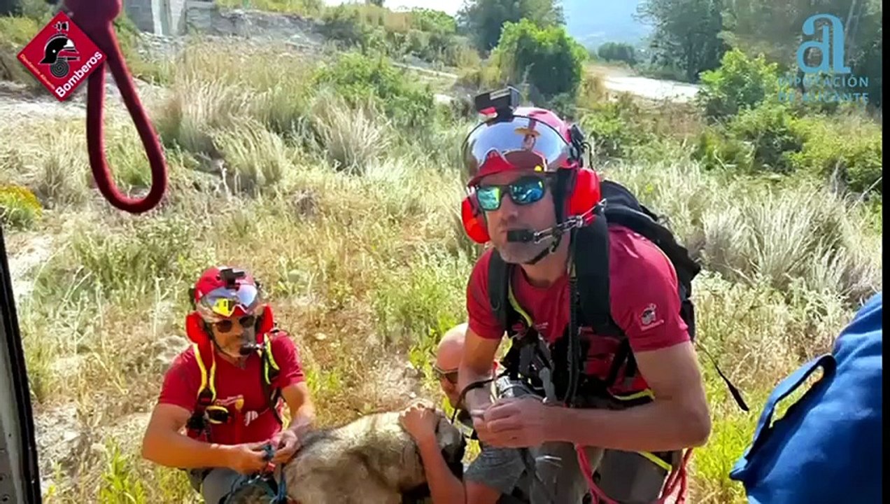 Rescate de un mastín de 80 kilos en una ruta de la Vall de Gallinera