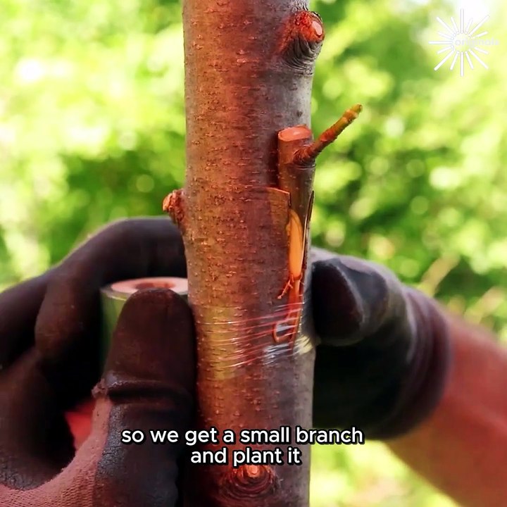 Let's plant some trees! 🌳🌲