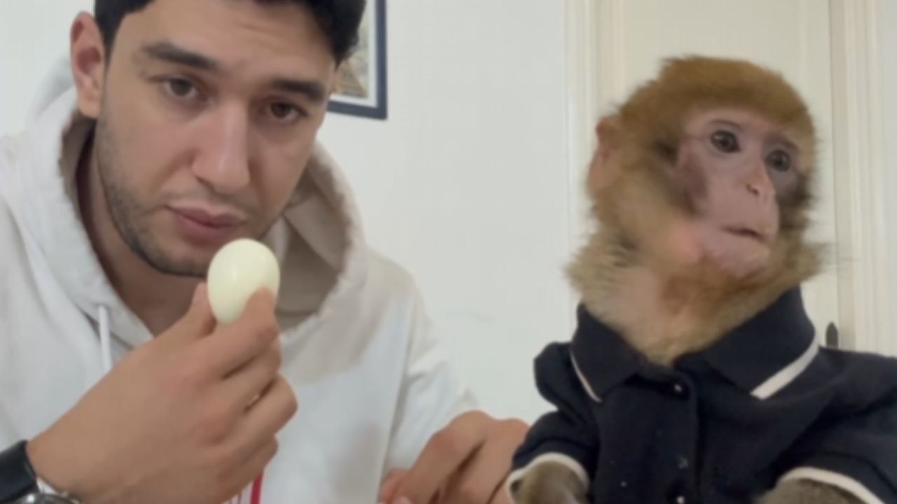 Monkey Enjoys Eating Egg And Smiles Ear To Ear