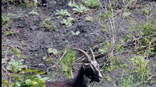 Les boucs, jardiniers des terrils de Loos-en-Gohelle