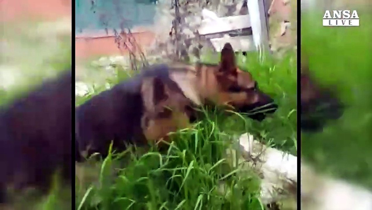 Sisma: trovato morto avvelenato cane-eroe di Amatrice