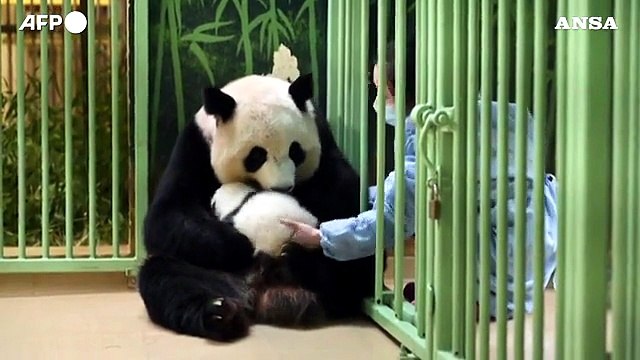 Francia, due cuccioli di panda riabbracciano la mamma a due mesi dal parto