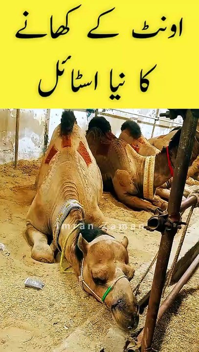 Camel ke khany ka New Style  😍