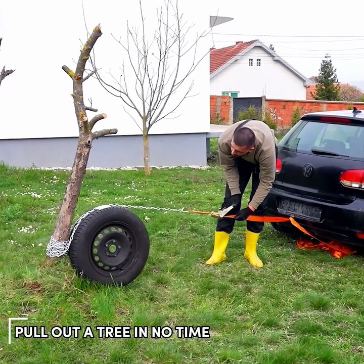 Move a tree with its roots like a pro!