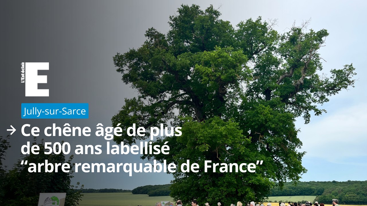 Ce chêne âgé de plus de 500 ans labellisé “arbre remarquable de France” à Jully-sur-Sarce
