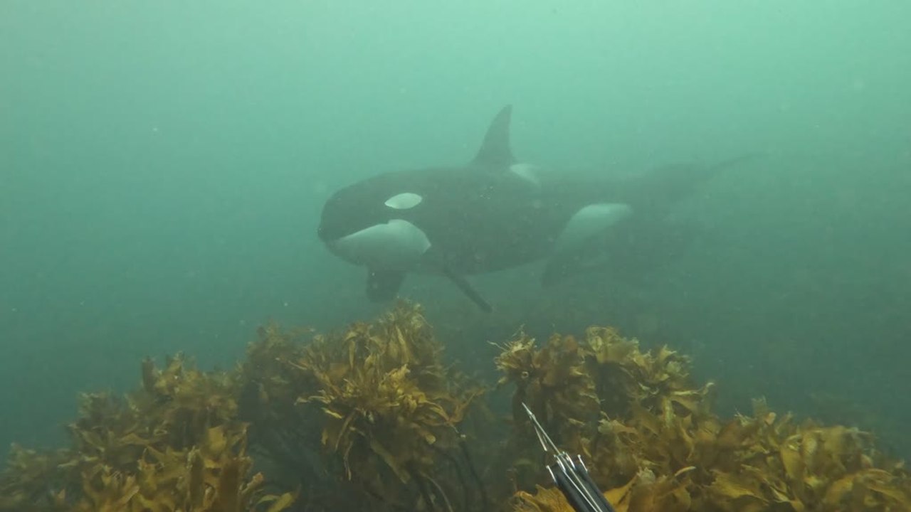 Orca Mother and Calf Sweep Past Diver With Spea...
