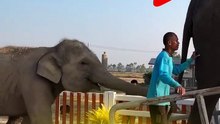 Elephant lifts a human using only 1 trunk!!!