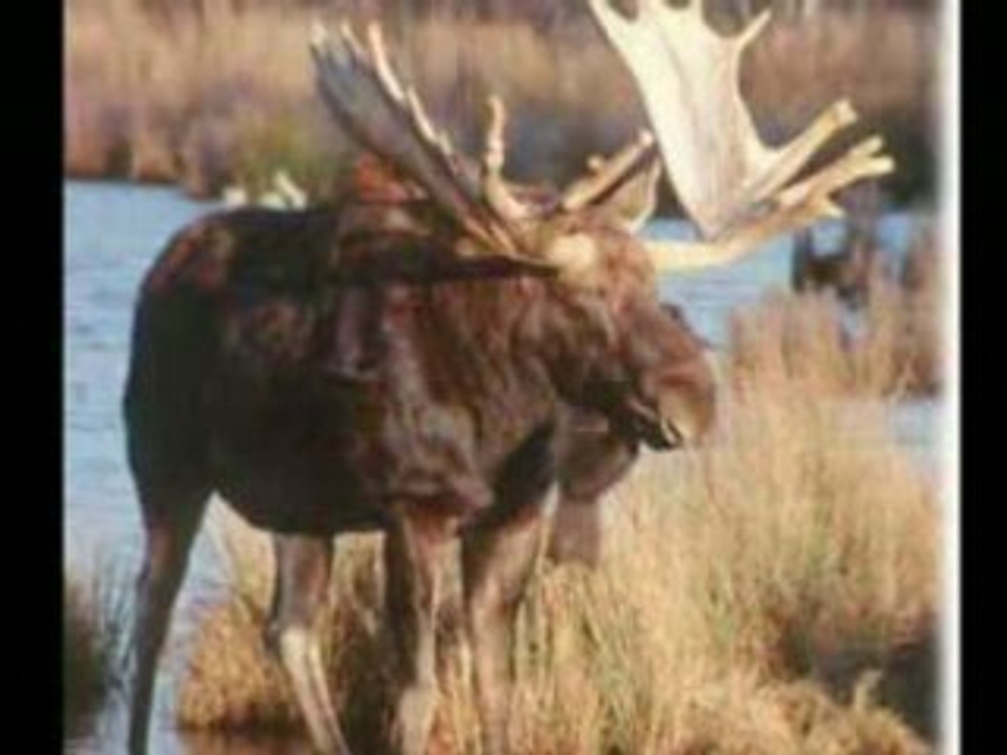 Faune