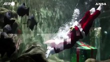 Messico, Babbo Natale nuota tra i pesci di un acquario