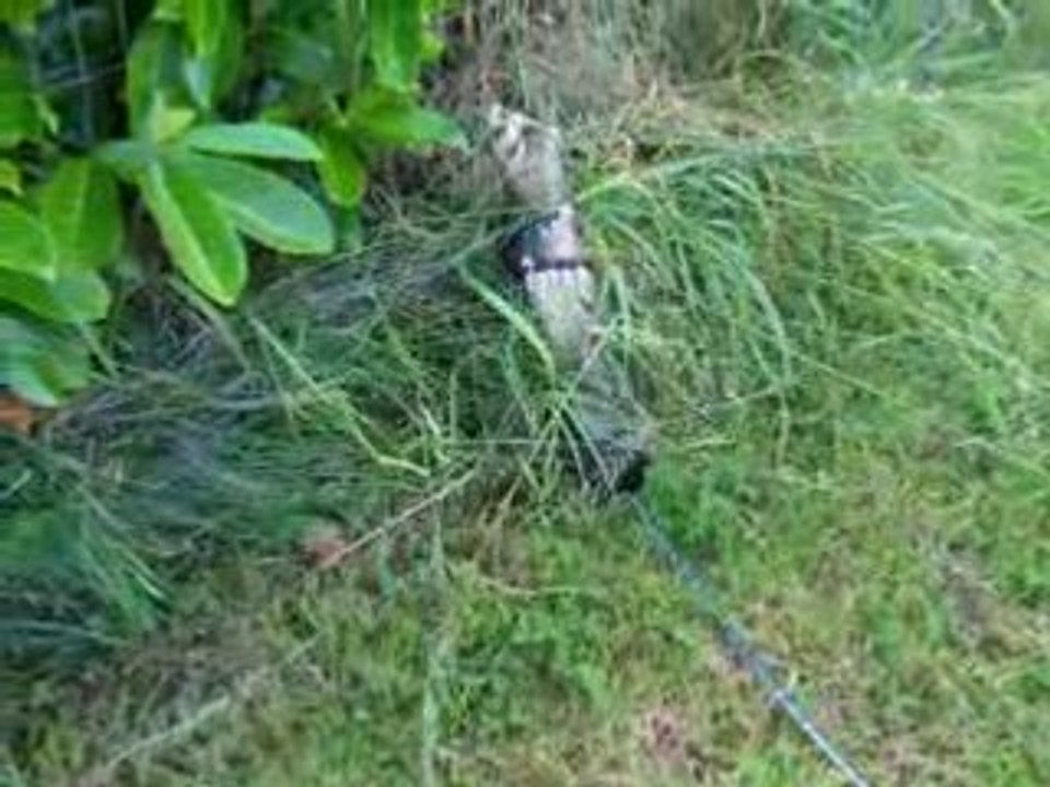 Exploration du jardin