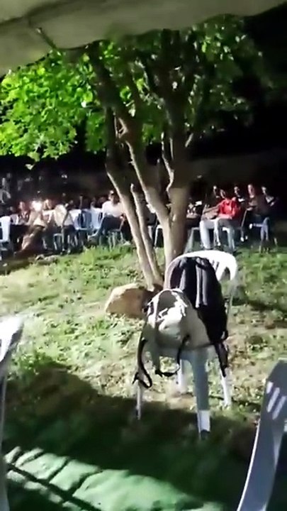 Mariages du ghardimaou Jendouba Tunisie ?
