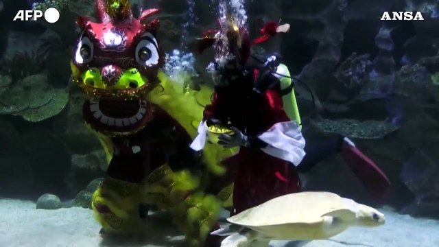 Capodanno lunare in Malesia, sub in costume da leone danzano nell'acquario
