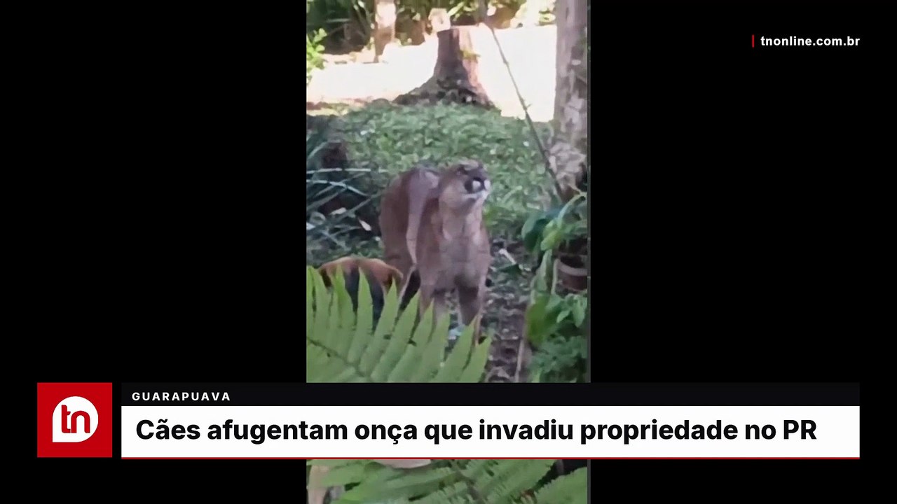Cães afugentam onça de propriedade de família no PR