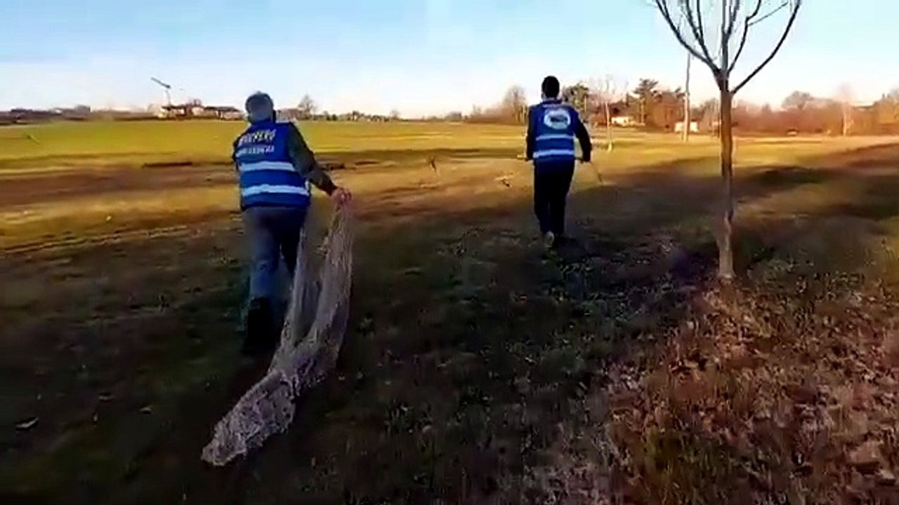 Investito lupo - Video