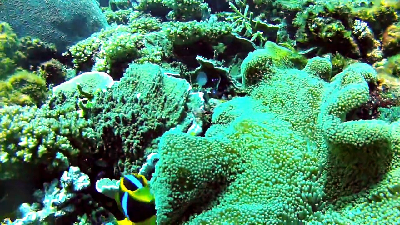 Jour 16 - Fiji HD