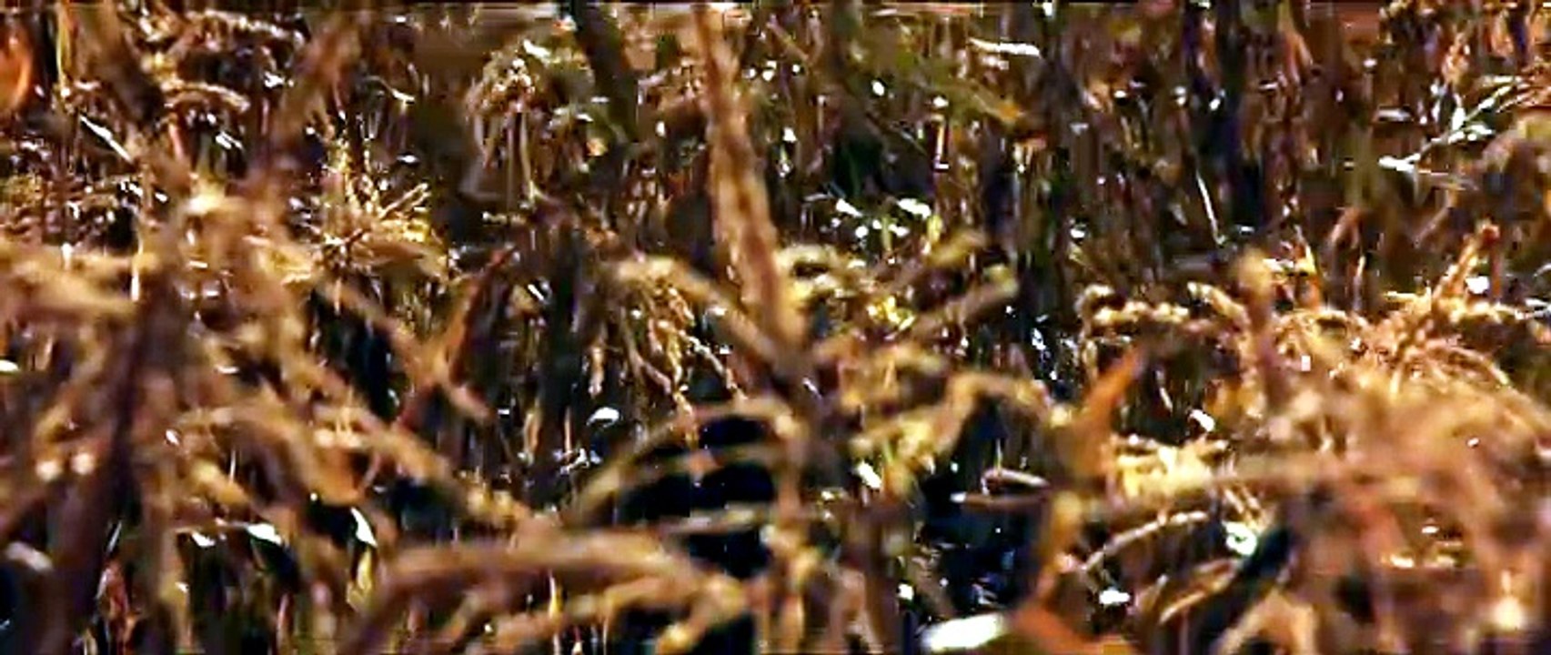 Pelicula Jeepeers Creepers 2  (Terror)