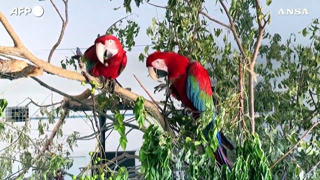 World Wildlife Day, l'Onu: un milione di specie a rischio sulla Terra