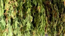 Polícia Civil destrói plantação com 30 mil pés de maconha em MG