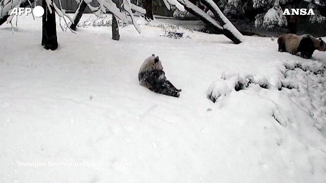 Maltempo Usa, un cucciolo di panda gioca con la neve