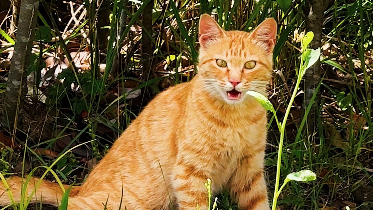 Woman Waits 282 Days To Snuggle Her Rescued Feral Cat