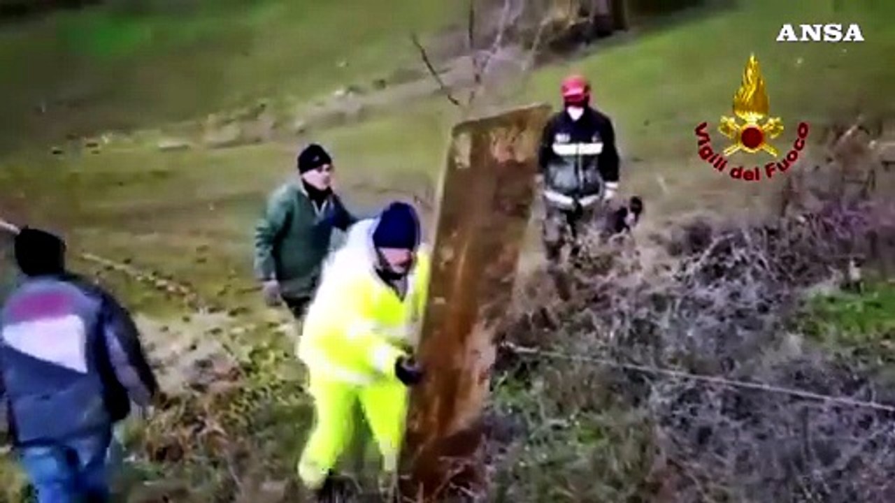 Vigili del fuoco salvano una mucca bloccata nel fango