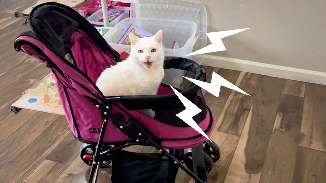 Cat Yells At Mom To Take Her On Daily Stroller Rides