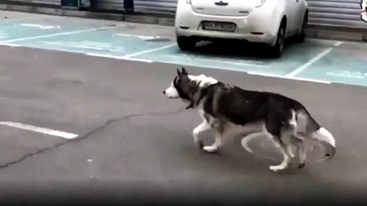Cane