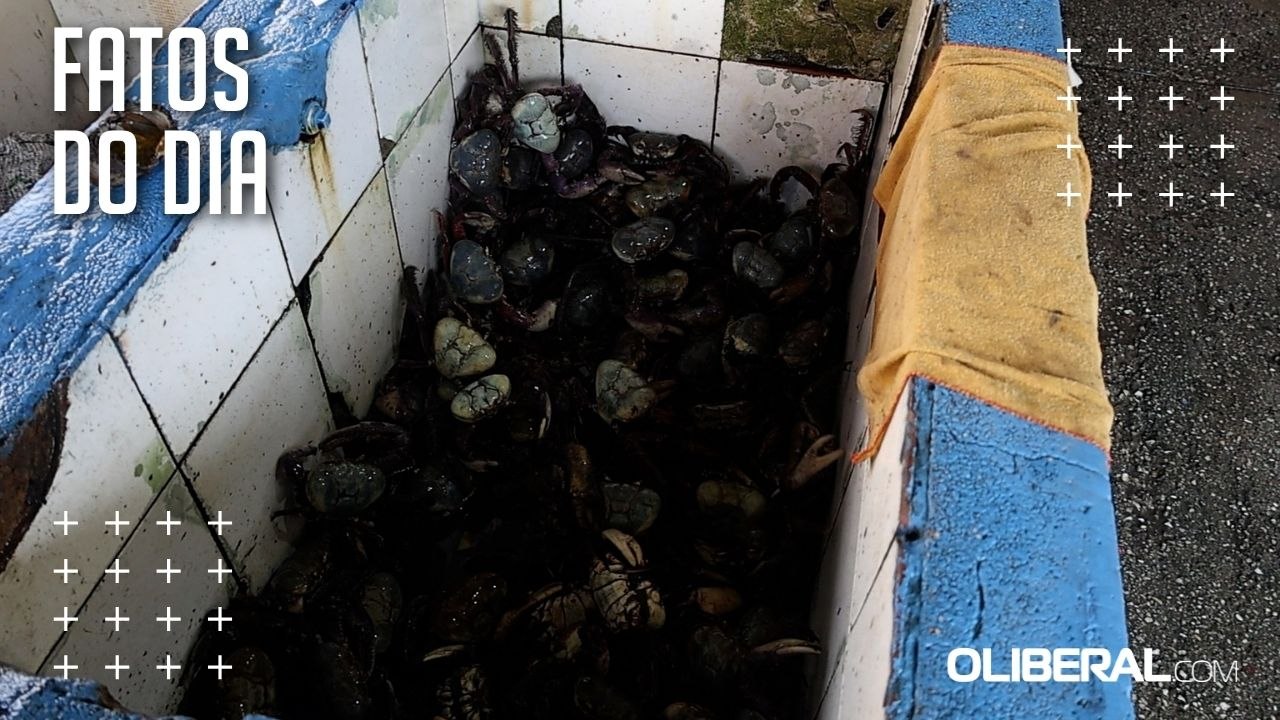 Caranguejo engorda, mas preço segue alto em Belém