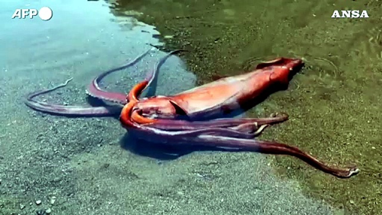 Giappone, trovato vivo un calamaro gigante di oltre tre metri