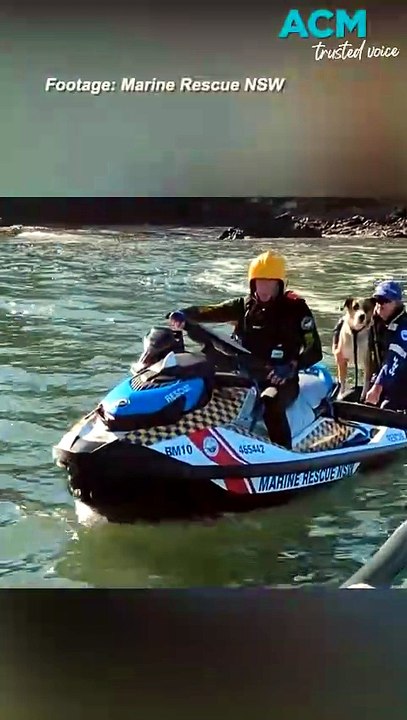 Dog rescued after it was swept into ocean in Batemans Bay