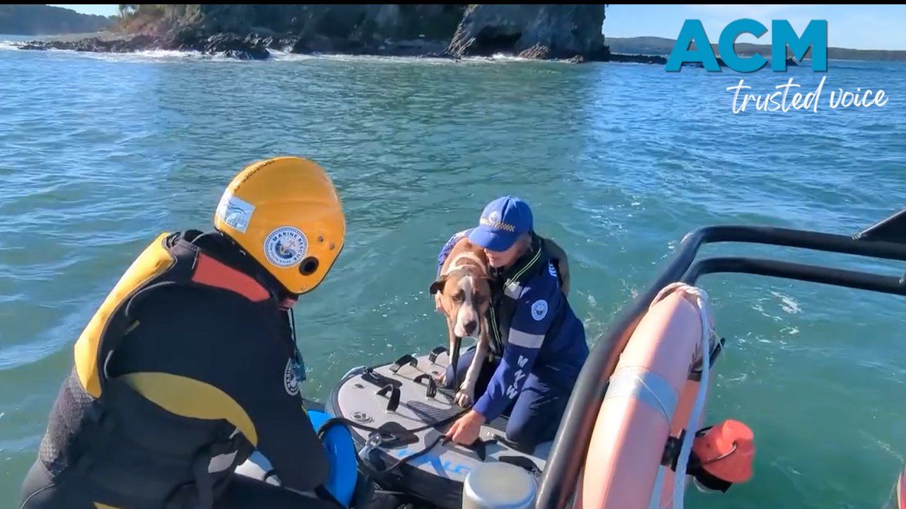 Dog rescued after it was swept into ocean in Batemans Bay