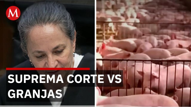Suprema Corte reconoce derechos mayas pero granjas porcícolas siguen operando sin consulta previa