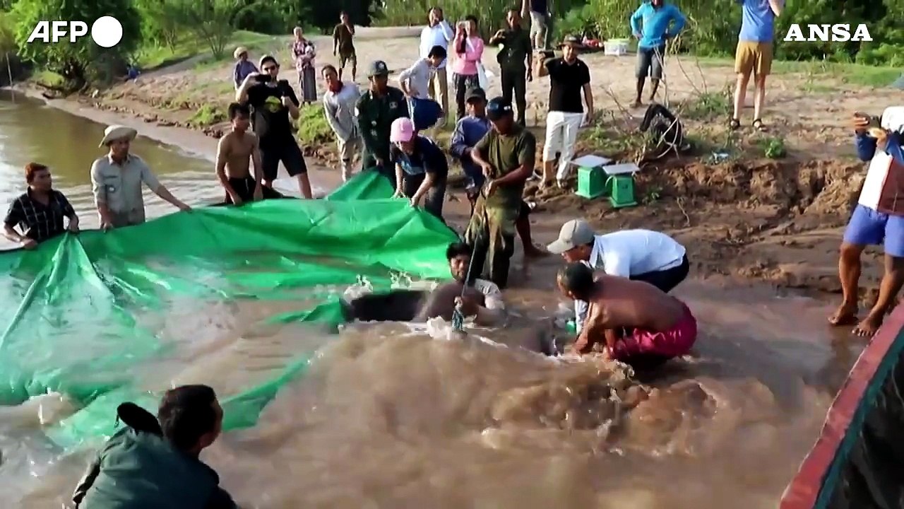 Cambogia, pescato il pesce d'acqua dolce "piu' grande del mondo" nel fiume Mekong