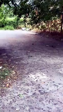 Strada Budellungo: i topi banchettano per strada, tra i gelsi. La rabbia dei residenti - Video