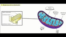 عملية البناء الضوئي - الأيض الخلوي - الهدم التأكسدي 2