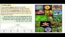 مملكة النبات - كاسيات البذور - التكاثر في كاسيات البذور