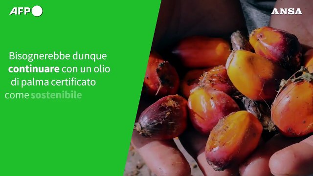ANSA VERIFIED: E' vero che si possono produrre oli vegetali senza aumentare il cambiamento climatico?