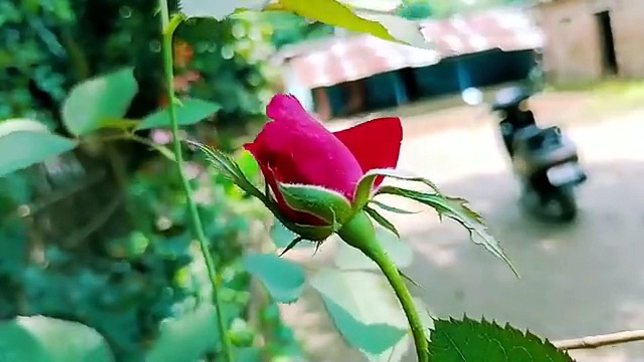 Surah_Yaseen_Surah_Ar_Rahman___Best_Qur_an_Recitation___Surah_Yasin_full___Surah_Mulk_Tilawat(360p)(5)