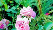 Surah_Yaseen_Surah_Ar_Rahman___Best_Qur_an_Recitation___Surah_Yasin_full___Surah_Mulk_Tilawat(360p)(2)