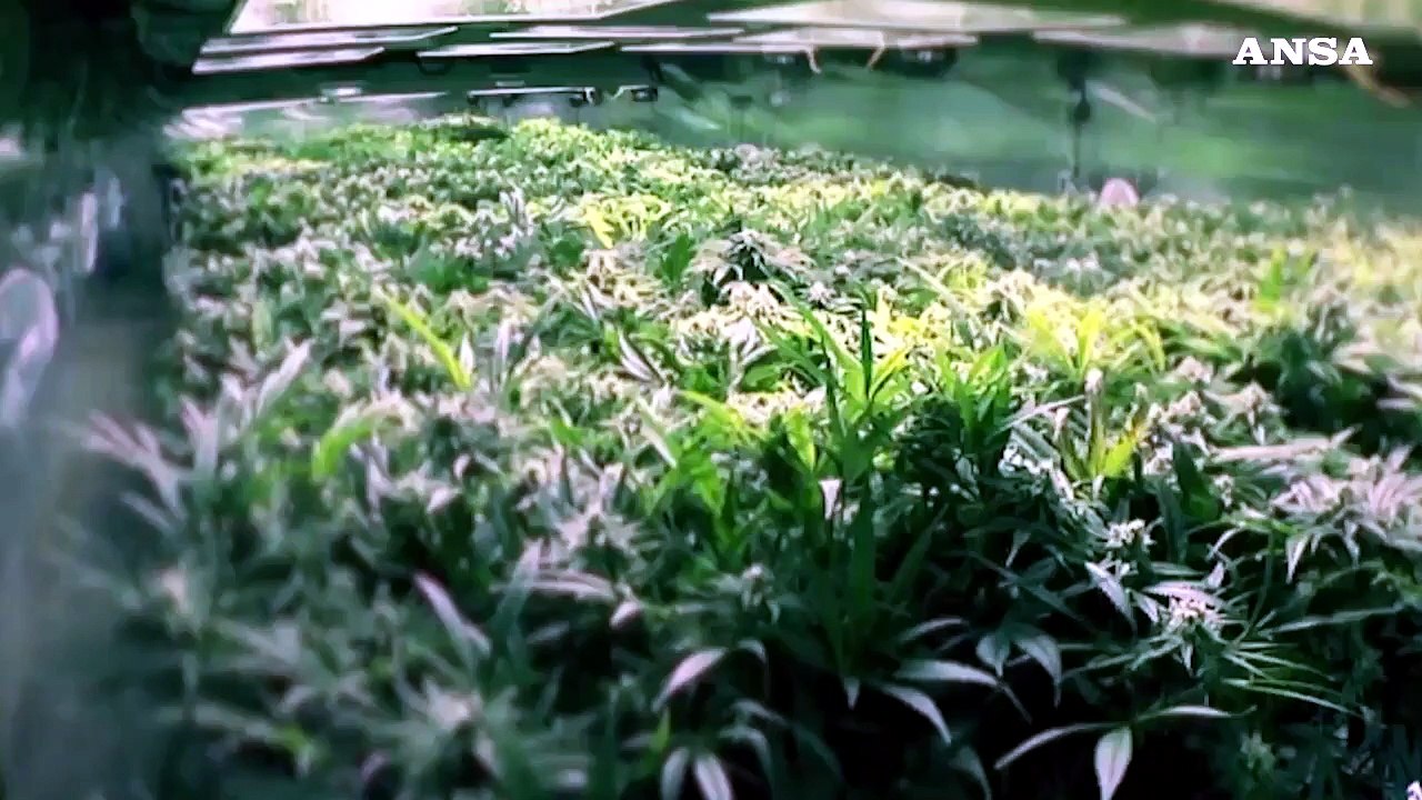 Cannabis terapeutica, l'odissea dei pazienti tra carenza e burocrazia