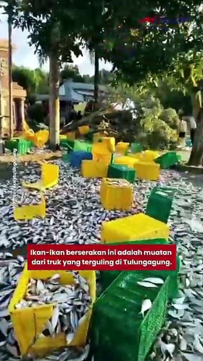 Truk Boks di Tulungaung Terguling Usai Tabrak Pohon, Muatan Ikan Berserakan