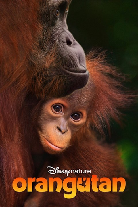 Orangutan Eng Sub