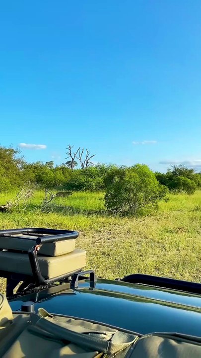Leopard's Deadly Precision Brings Down Prey