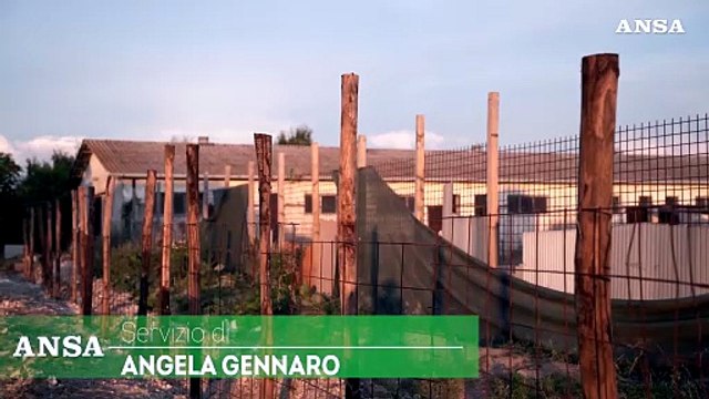 Roma, peste suina: verranno abbattuti 130 tra maiali e cinghiali
