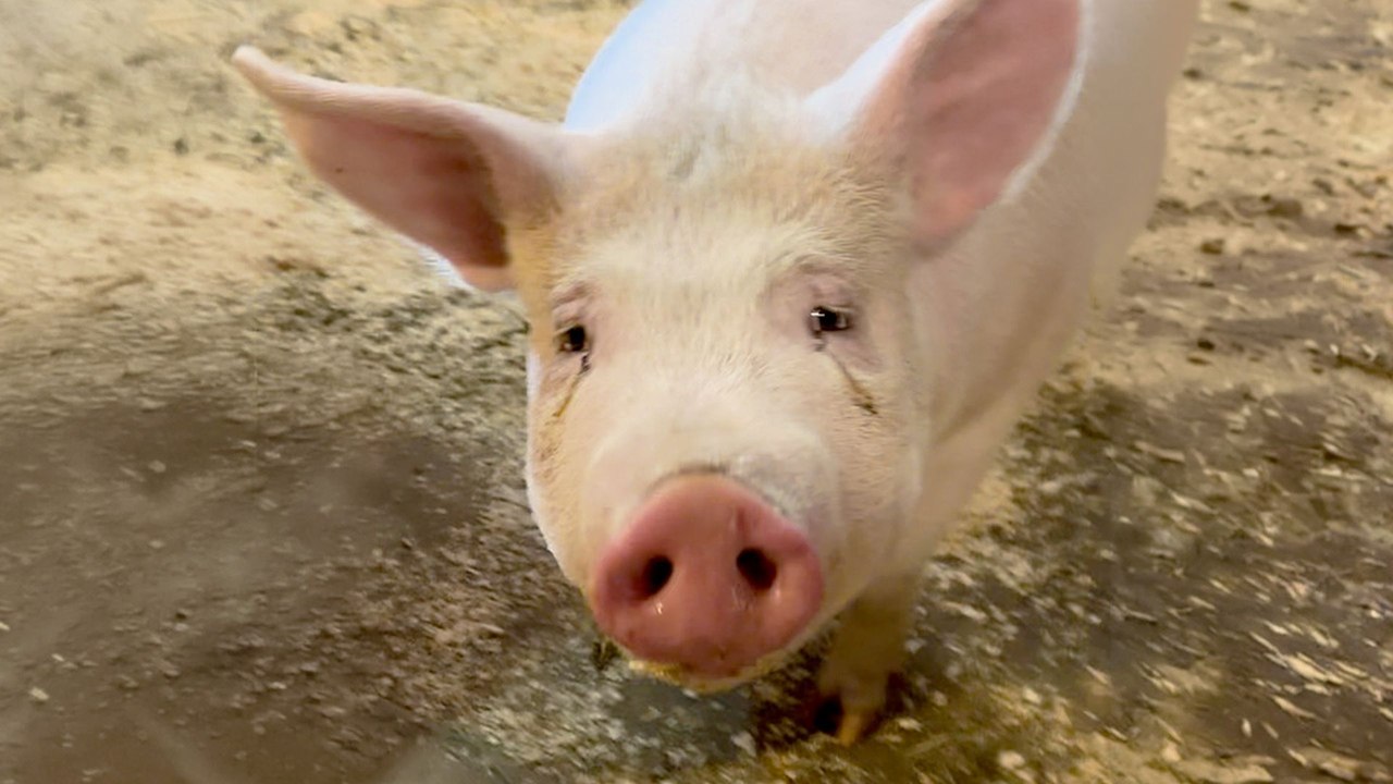 Pig Stops Highway Traffic To Save Her Own Life